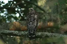 Hawk.webp Hawk.webp