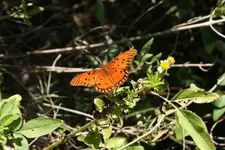 Butterfly.webp