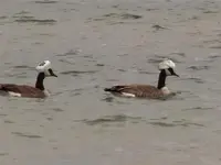 terroristgeese.webp