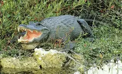 gator.webp