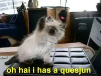 kittywave2.webp