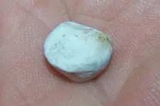 Musket ball.webp