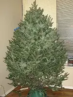 tree\'08.webp