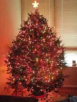 tree\'08 004.webp