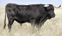 05bull-spain550.webp