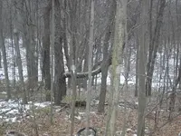 woodsnsuch 007.webp