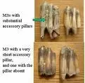 cattle molar.webp