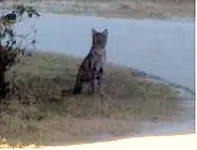 kitty1.webp