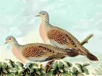 2doves.webp