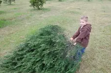 tree drag.webp