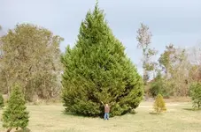 big tree.webp