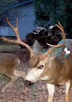 xmas deer 1 12-14-2008 5-26-55 PM 1219x1710.webp