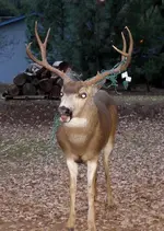 xmas deer 2 12-14-2008 5-27-47 PM 1187x1665.webp