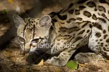 ist2_2822236-young-ocolot.webp