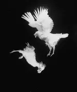 WINGLESS.webp
