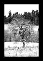tree.webp