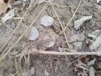 top of ground 01.webp