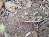top of ground 02.webp
