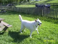 hunting buddy.webp