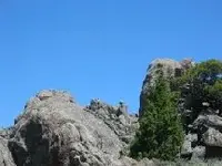 bird.webp