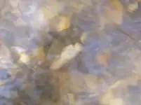 Oceola from sch. in-situ.webp