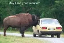 !cid_019101c5e9f3$039f6670$6401a8c0@Amish.webp