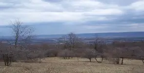Middle View of Field and Orchard.webp