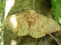 nature2008_083.webp