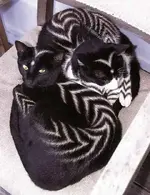 painted cat 2.webp