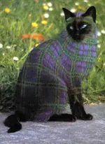 painted cat 15.webp