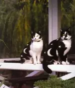 painted cat 17.webp