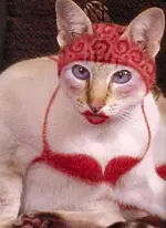 painted cat 19.webp