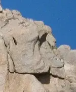 monkey.webp
