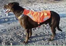 woof.webp