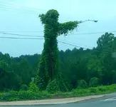 kudzu.webp kudzu.webp