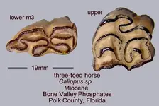 horseCalippuspair.webp