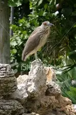 ist2_2256122-flordia-wild-bird.webp