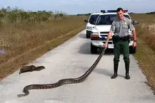 python450_23760c.webp