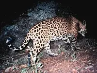 jaguar.webp