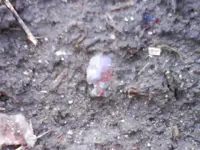DSC00099.webp