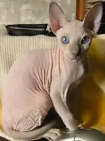 baldcat.webp