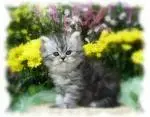 Kitty.webp