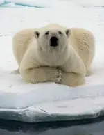 polar_narrowweb__300x387,0.webp