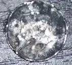 coin.webp