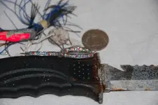 sharkeysearrings.webp