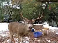 operation antler 2 12-16-2008 1-13-15 PM 3264x2448.webp