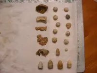 DSCF0341.webp
