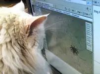 spider.webp