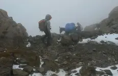load carrying mule.webp