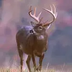 deer.webp